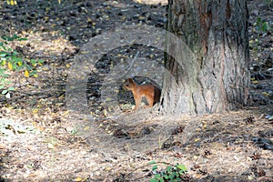 Curious squirrel with beautiful fur and fluffy tail in the forest.