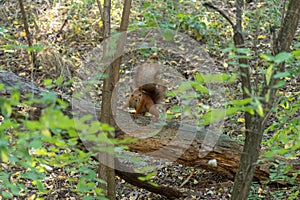 Curious squirrel with beautiful fur and fluffy tail in the forest.