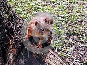 Curious squirrel in a city Park on a tree.