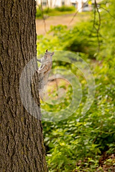 Curious squirrel climbing a tree looking to camera