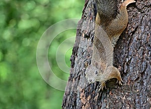 A curious squirrel descends headfirst down a tree trunk and looks towards the camera