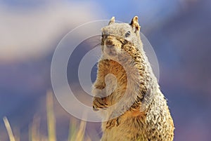 Curious squirrel at Grand Canyon