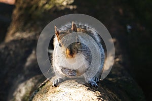 Curious squirrel in Hyde Park