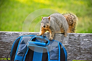 Curious Squirrel