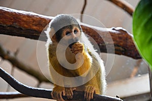 Curious  squirrel monkey looks at my camera photo
