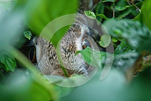 Curious squirrel peeking through green leaves photo