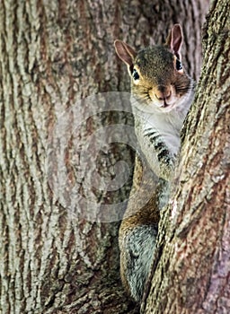 Cute Eastern Gray Squirrel Posing