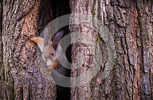 Curious squirrel peeks out of hollow tree