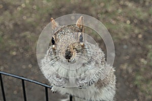 Curious squirrel portrait, Central park, new york.