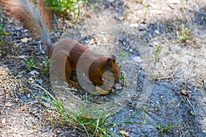 Curious squirrel. Red Squirrel. Squirrel. Forest