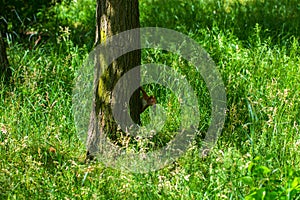 Curious squirrel. Red Squirrel. Squirrel. Forest