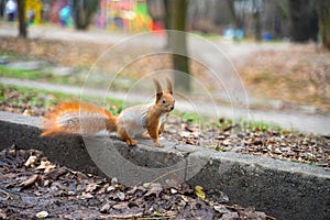 Curious squirrel on the sidelines in the autumn park.