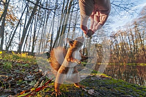 Curious squirrel sniffs nut in the human hand