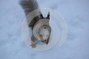 Curious squirrel on snow in the winter forest is looking in camera