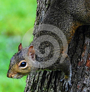 Curious Squirrel in a tree