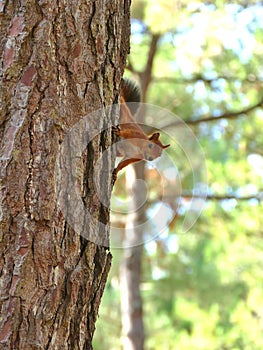 Curious squirrel in tree looking in camera