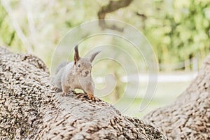 Curious squirrel in a tree looking at the camera