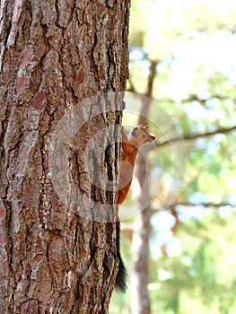 Curious squirrel in tree looking in camera