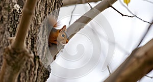 curious squirrel in the tree trunk with blurred background