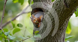 curious squirrel in the tree trunk with blurred background
