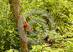 Curious squirrel waiting for nuts