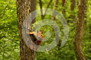 Curious squirrel waiting for nuts