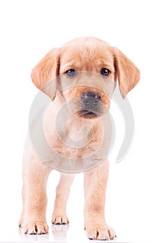 Curious standing labrador retriever puppy dog