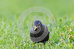 curious starling in breeding plumage