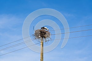 Curious stork looks out of his nest, Stork\'s nest on an electricity pole