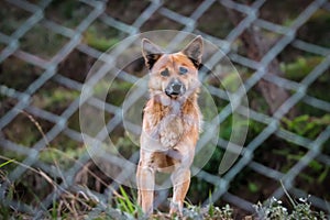 Curious Stray Dog