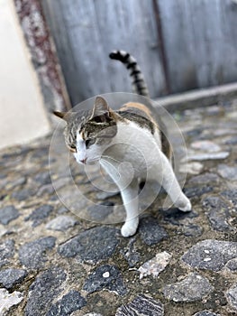 Curious Stray European Cat Stares On Cobble Stone Walkway