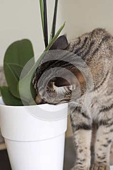 Curious striped cat and flower