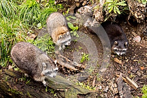 Curious striped raccoons frolic on the grass among the tree roots.