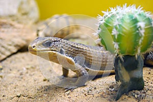 Curious sudan plated lizard hiding behind cactus