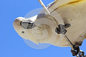 Curious Sulphur-crested Cockatoo looking down photo