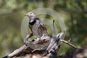 Curious, sunlit perched Gilded Flicker in Arizona