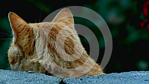 Curious tabby cat cautiously looks over wall at the closeup camera