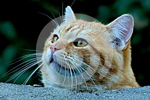 Curious Tabby Cat cautiously looks up over wall