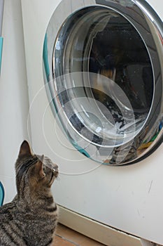 Curious tabby cat kitten playing with the tumbling laundry in the washingmachine