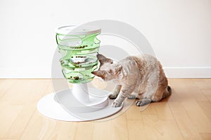 Curious tabby cat is playing, taking out a crunch kibble from slow-feeder toy.