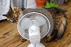 Curious tabby cat smelling old white fan on wooden floor in rustic room. Summer heat and pets in home concept. Adorable Maine coon