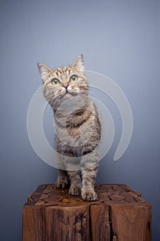 curious tabby cat standing on wooden pedestal portrait