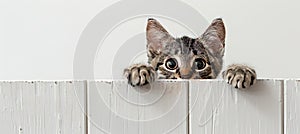 Curious tabby kitten with paws up peeking over white wooden backgroundadorable cat with copy space.