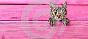 Curious tabby kitten peeking over white wooden background, playful feline on blurred backdrop