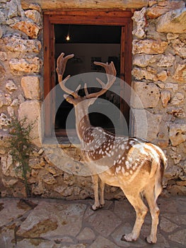 Curious tamed spotted deer looking inside a human house through the window