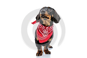 Curious Teckel puppy looking up and wearing red bandana