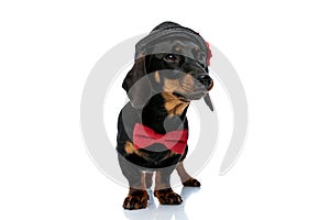 Curious Teckel puppy wearing bowtie and hat