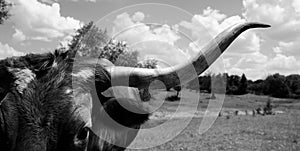 Curious Texas longhorn cow closeup in black and white during summer