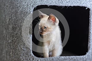 Curious Thai kitten peeks out of a house on a cat`s play complex.