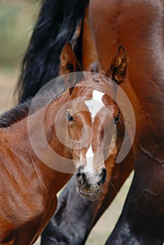 Curious thoroughbred horse foal